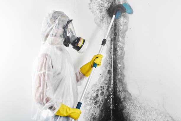 Best Mold Removal for HVAC Installations  in Electra, TX